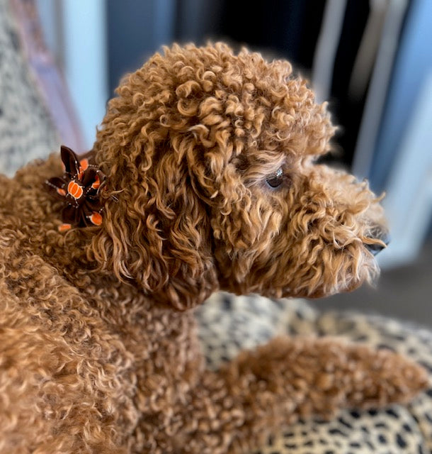 Fall Dog Collars with Flower Bows- Pumpkins