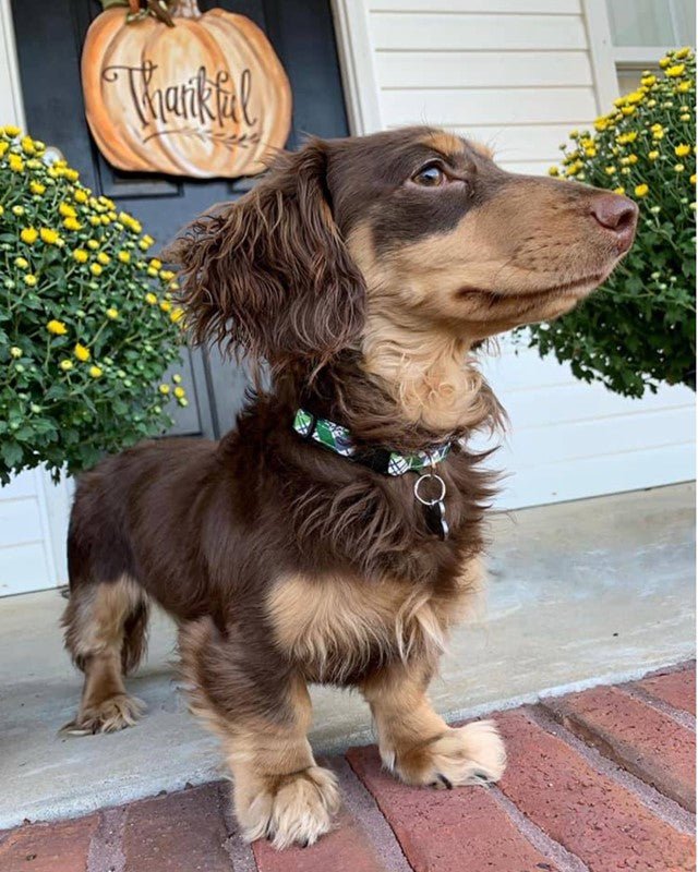 Halloween Dog Collars Pumpkins Bats