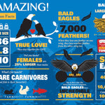 I Am Eagle 550 - Piece Puzzle - Juli's Wearable Art