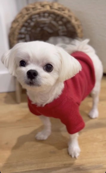 Santa's Favorite Pet Graphic Sweatshirt - Juli's Wearable Art