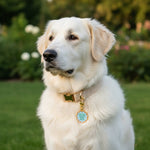 The Darling Effect Pawfect Collar Charm | Oversized Lap Dog - Juli's Wearable Art