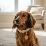 The Darling Effect Pawfect Collar Charm | Will Sit for Treats - Juli's Wearable Art